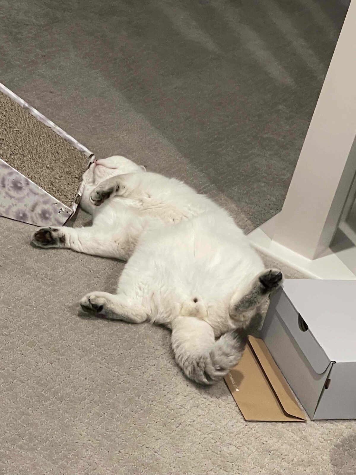 The flipping cat GANG