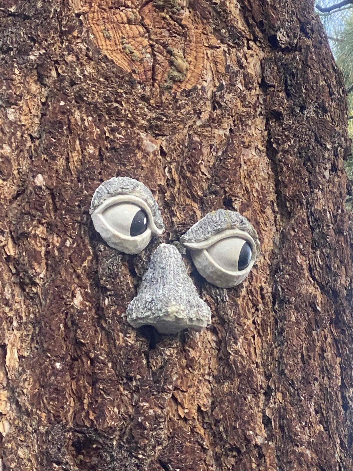 Trees have eyes GANG